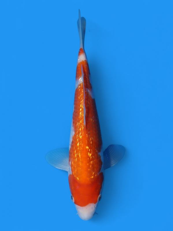 銀鱗紅白22cm - 新潟 山古志 錦鯉の通販 | 綾 Koiファーム