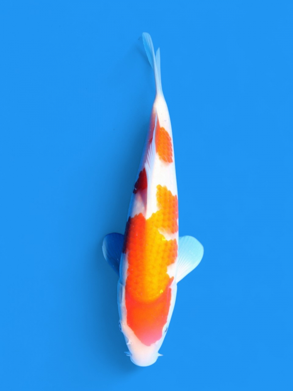 赤い湖面 91cm×122cm 足元ファンヒーター付き 遠赤外線暖房機 にこポカ ｜シロカ