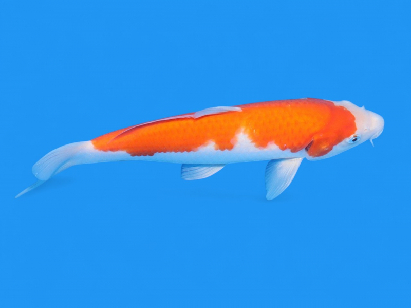 \"未使用\"　小樽北一硝子製『錦鯉』紅白 81OUNvzcQ6L._UF350,350_QL50_.jpg