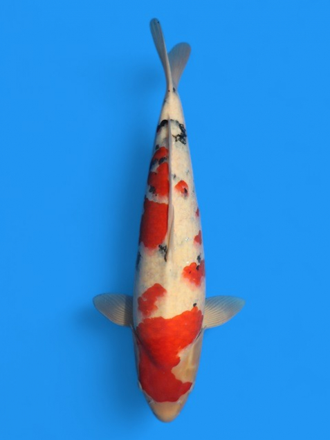 錦鯉 - 新潟 山古志 錦鯉の通販・販売 | 綾 Koiファーム | AYA KOI