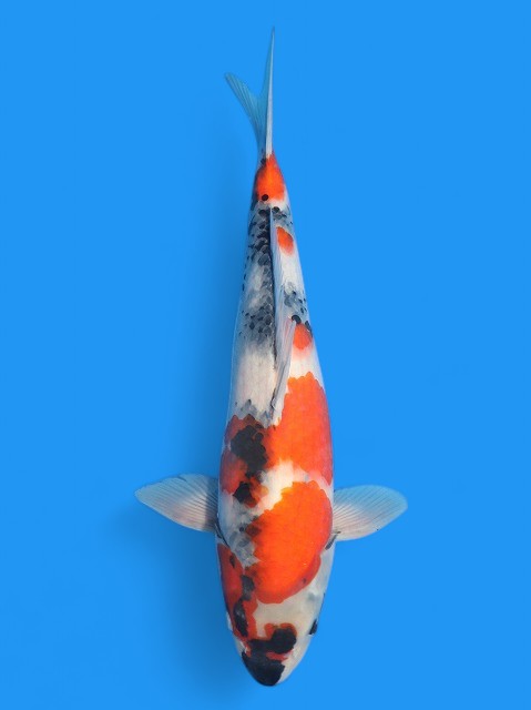 三鯉魚 丸重養鯉場産】【委託販売】昭和三色40cm - 新潟 山古志 錦鯉