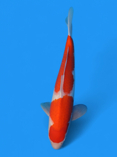 新潟 山古志 錦鯉の通販 | 綾 Koiファーム | AYA KOI FARM （旧