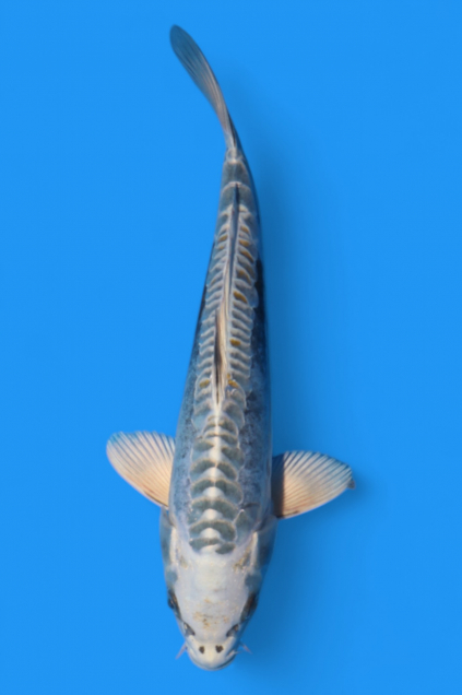 錦鯉 - 新潟 山古志 錦鯉の通販 | 綾 Koiファーム | AYA KOI FARM （旧