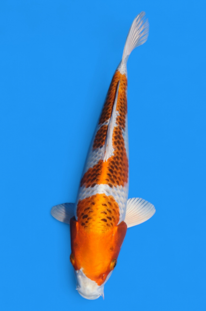 cm