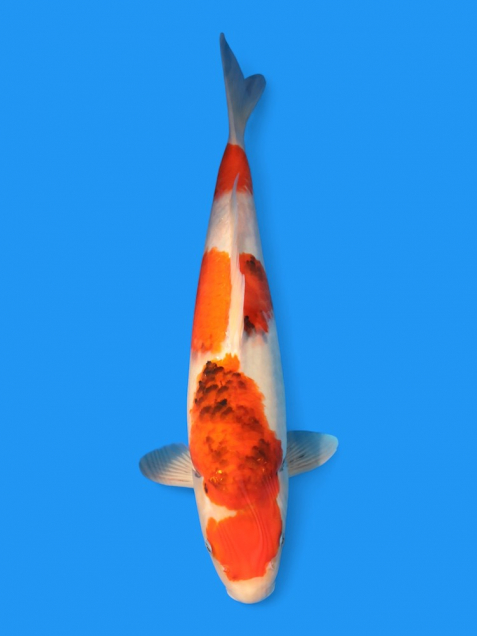 ϡʿ߷ܸ컺۾£cm