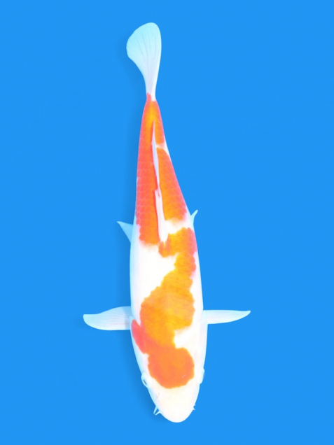 ϡʿ߷ܸ컺۹򣳣cm