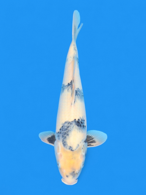 ϡʿ߷ܸ컺̤ꣳcm