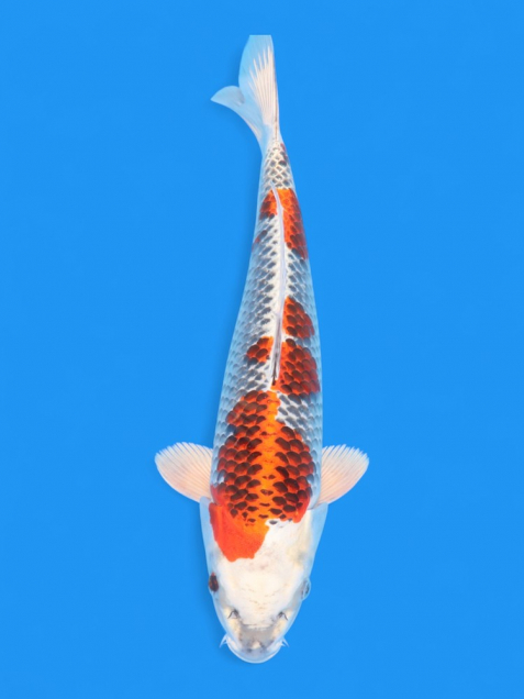 孔雀黄金/Kujaku - 新潟 山古志 錦鯉の通販・販売 | 綾 Koiファーム