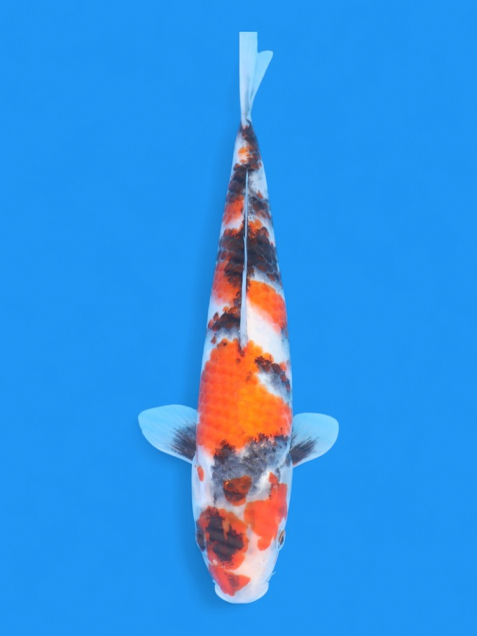 ϡʿ߷ܸ컺۾£cm