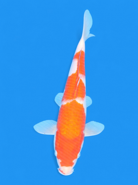 優雅な錦鯉 錦鯉 - 新潟 山古志 錦鯉の通販 | 綾 Koiファーム | AYA KOI FARM （旧