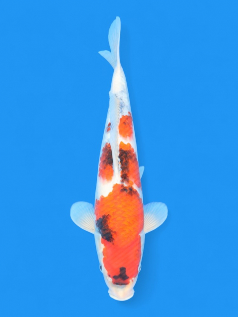 ϡʿ߷ܸ컺۾£cm