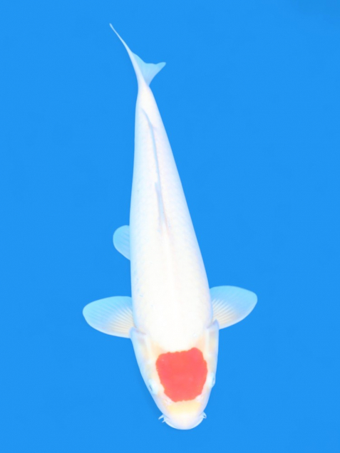 新潟 山古志 錦鯉の通販・販売 | 綾 Koiファーム | AYA KOI FARM （旧