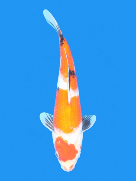 ϡʿ߷ܸ컺۾£cm