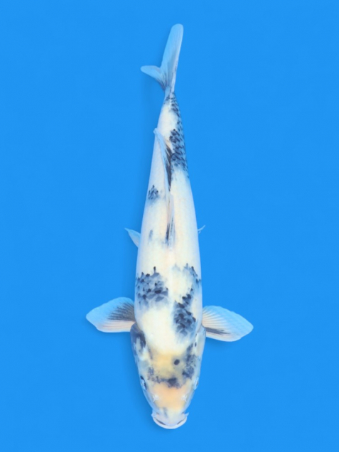 ϡʿ߷ܸ컺̤ꣳcm