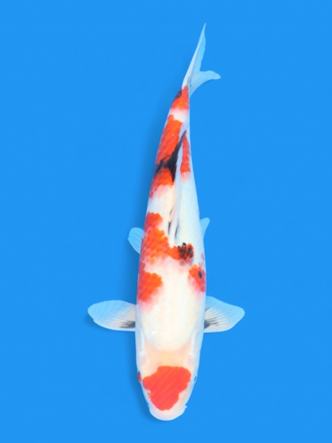 ϡʿ߷ܸ컺۾£cm