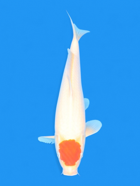 錦鯉 - 錦鯉販売・通販 新潟 山古志 | 綾 Koiファーム | AYA KOI FARM