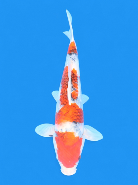 ϡʿ߷ܸ컺۾£cm