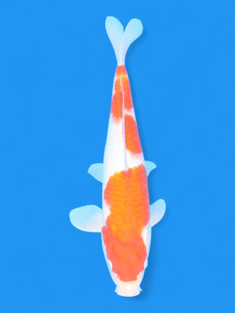 ϡʿ߷ܸ컺۹򣳣cm