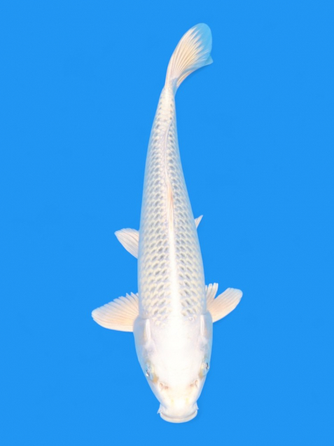 ϡʿ߷ܸ컺۶侾գcm