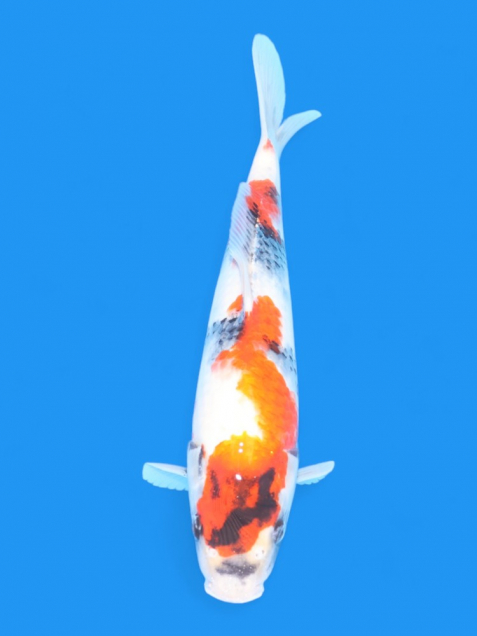 ϡʿ߷ܸ컺۾£cm
