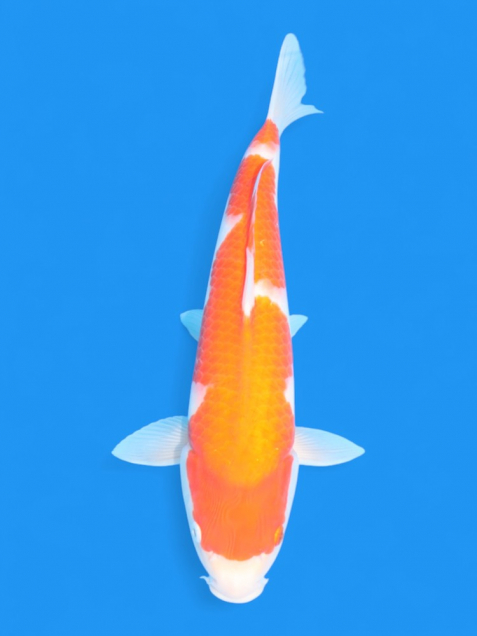 新潟 山古志 錦鯉の通販・販売 | 綾 Koiファーム | AYA KOI FARM （旧