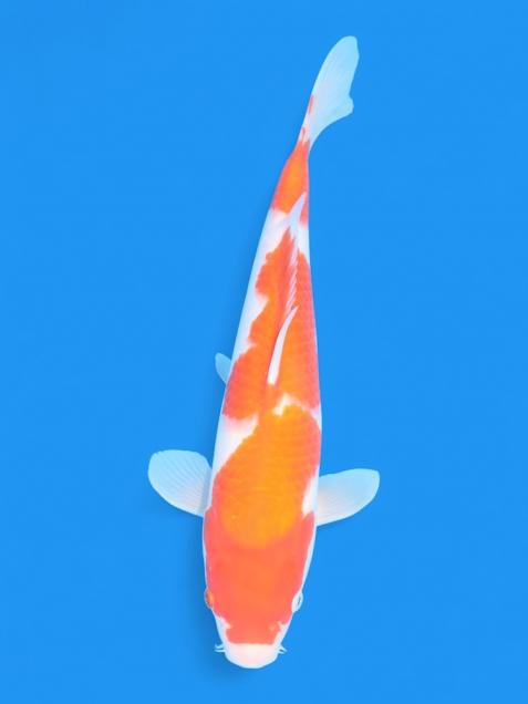 【大日系・平澤養鯉場産】紅白34cm