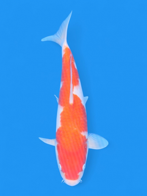 【大日系・平澤養鯉場産】紅白32cm