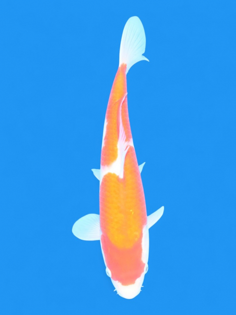 【大日系・平澤養鯉場産】紅白32cm
