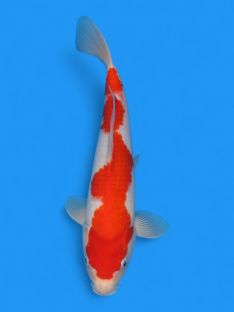 【大日系・平澤養鯉場産】紅白31cm