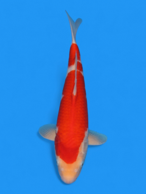 【大日系・平澤養鯉場産】紅白37cm