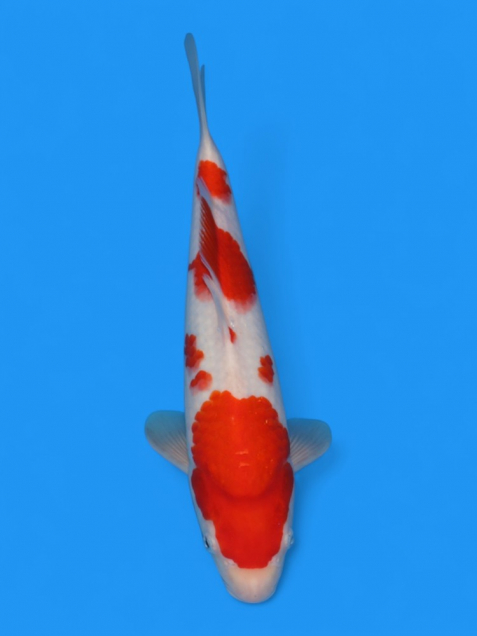 【大日系・平澤養鯉場産】紅白34cm