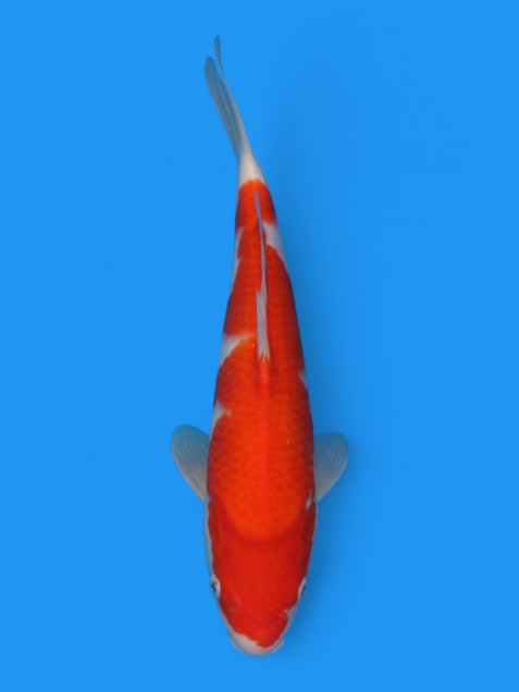 【大日系・平澤養鯉場産】紅白36cm
