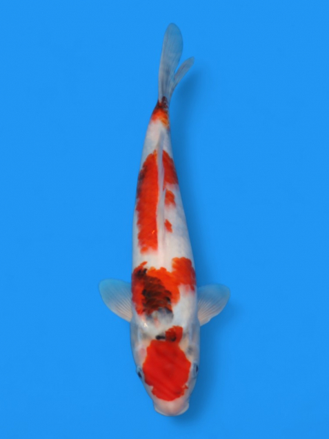 【大日系・平澤養鯉場産】昭和32cm