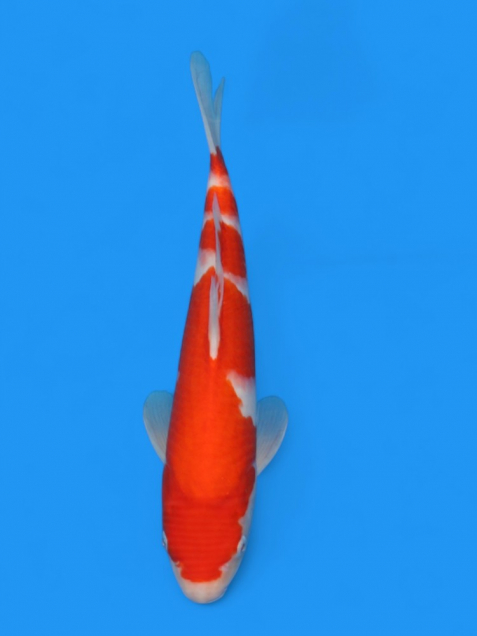 【大日系・平澤養鯉場産】紅白34cm