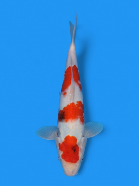【大日系・平澤養鯉場産】昭和32cm