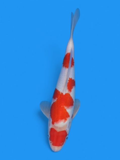 【大日系・平澤養鯉場産】紅白30cm