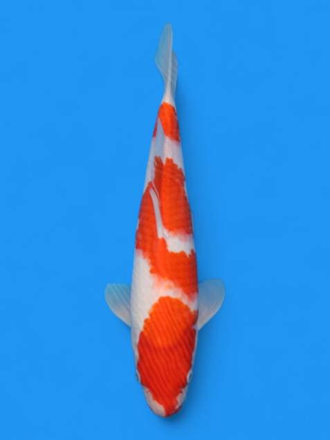 【大日系・平澤養鯉場産】紅白32cm