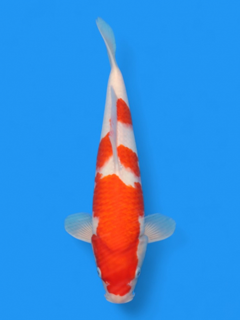 【大日系・平澤養鯉場産】紅白35cm