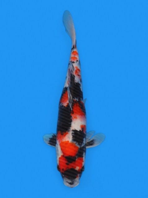 【大日系・平澤養鯉場産】昭和32cm