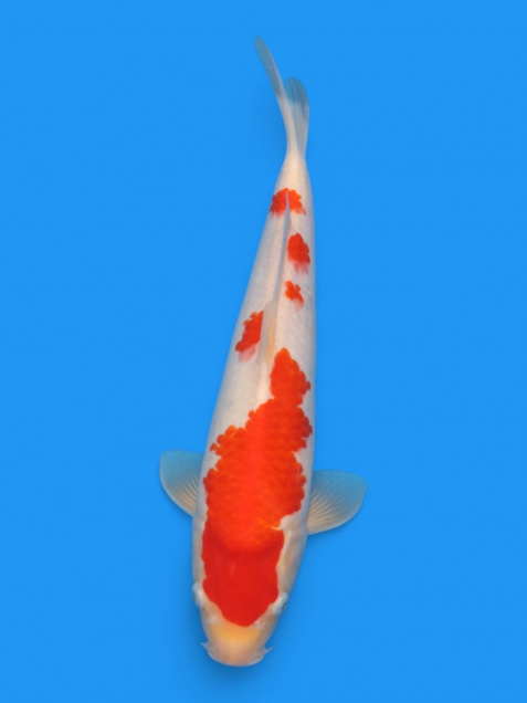 【大日系・平澤養鯉場産】紅白36cm