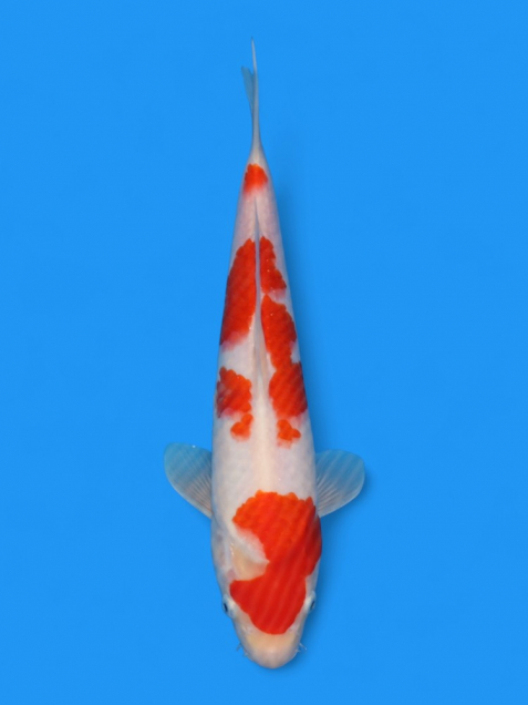 【大日系・平澤養鯉場産】紅白31cm