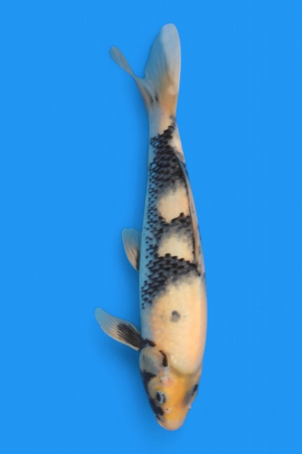 【大日系・平澤養鯉場産】白写り34cm