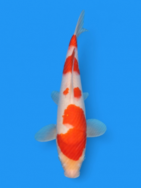 【大日系・平澤養鯉場産】紅白33cm