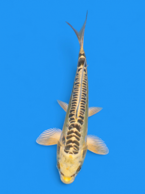 イエロードラゴン22cm