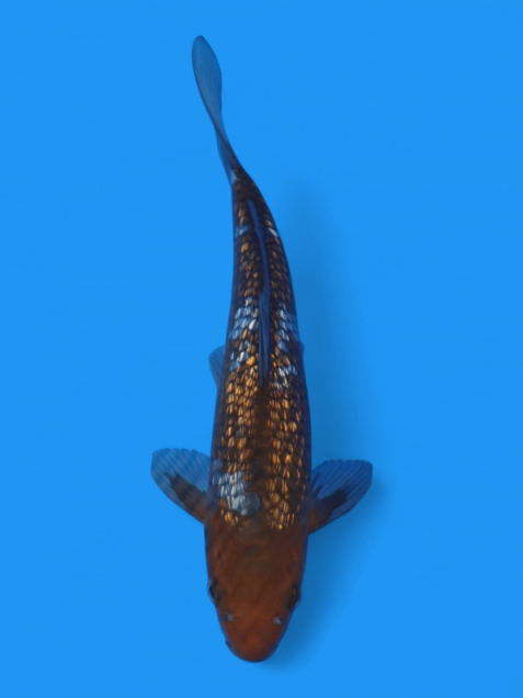 銀鱗落葉しぐれ25cm