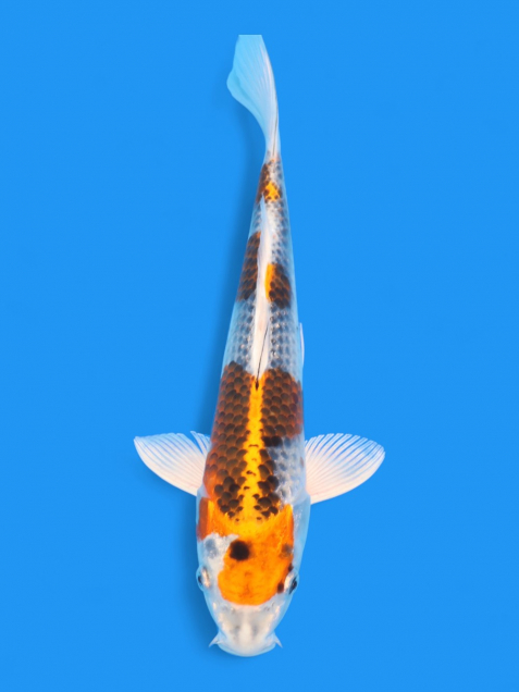 錦鯉 - 錦鯉販売・通販 新潟 山古志 | 綾 Koiファーム | AYA KOI FARM