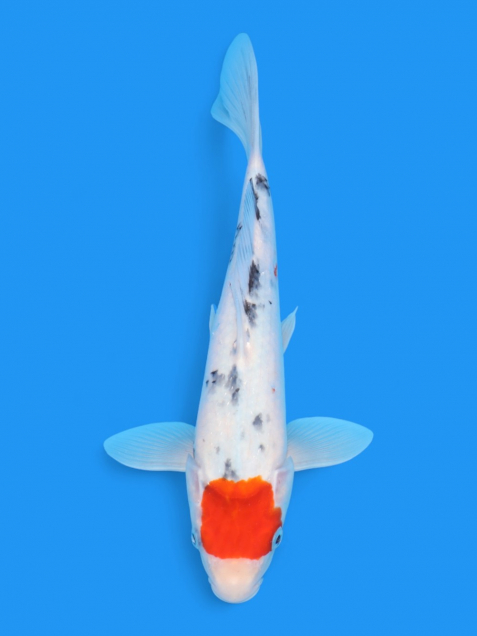 丹頂大正三色29cm