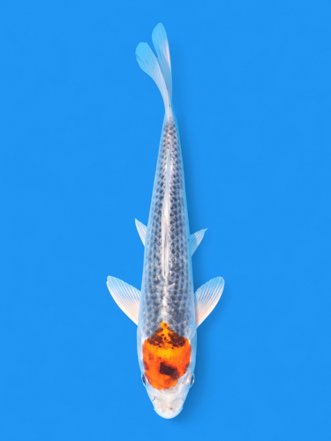 丹頂孔雀黄金23cm