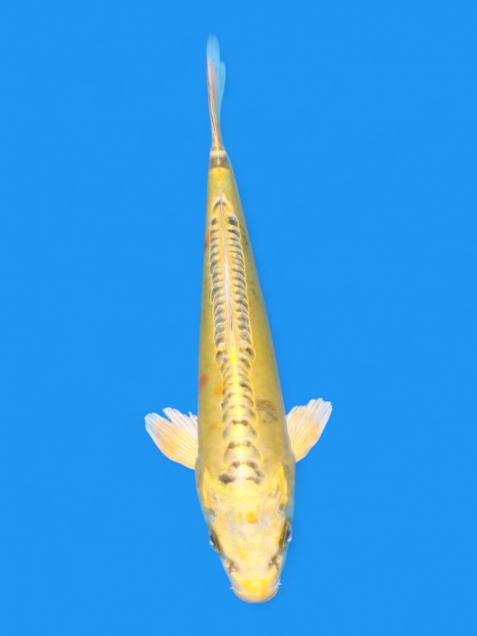 イエロードラゴン21cm