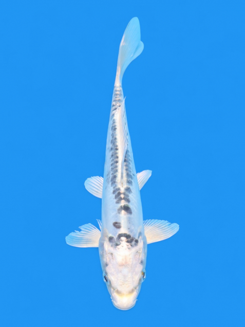 ドイツ銀松葉18cm